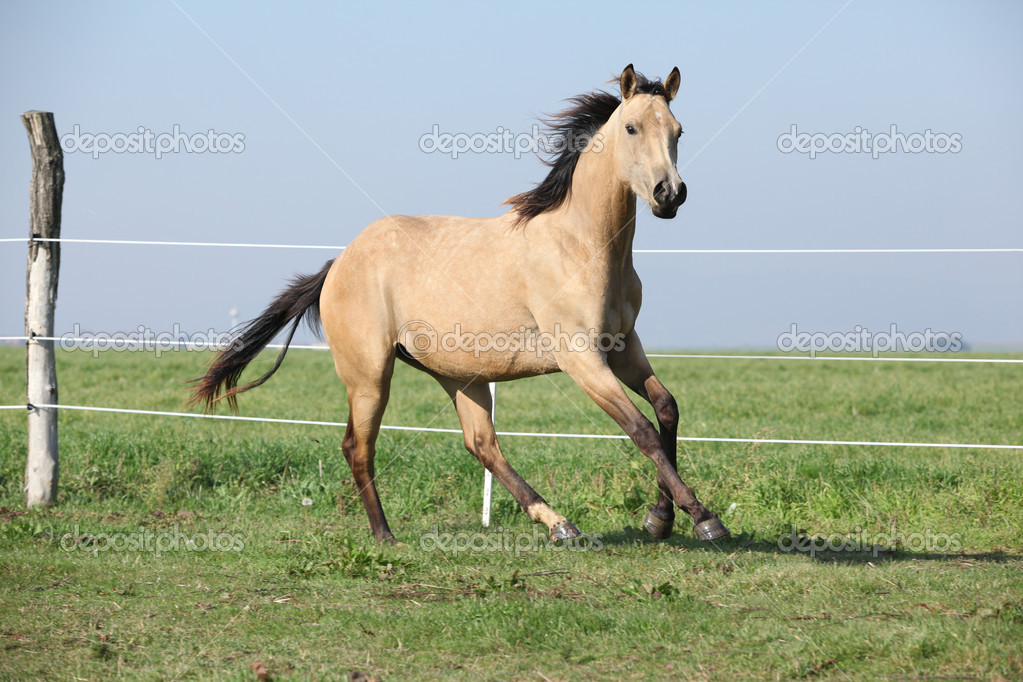 caballo cuarto de milla Palomino en pastos — Fotos de Stock © Zuzule ... caballo cuarto de milla Palomino en pastos — Fotos de Stock © Zuzule ...