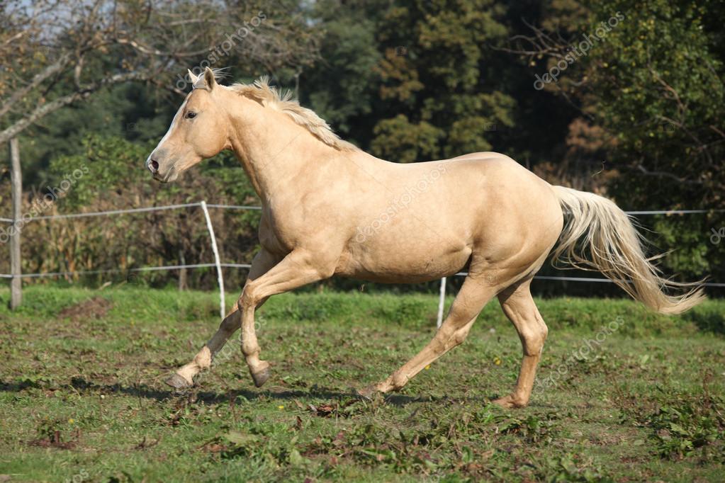 Fotos: caballos descargar | caballo cuarto de milla Palomino en ... Fotos: caballos descargar | caballo cuarto de milla Palomino en ...