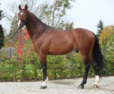 mükemmel saç stili ile güzel Hollanda warmblood