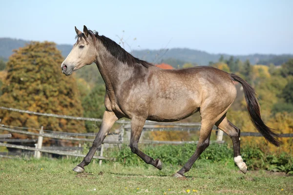 Nice mare em pastagem de outono — Fotografia de Stock