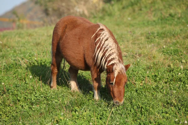 Magnifique poney minishetland en automne — Photo