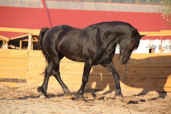 Mooi Friese paard werkt in paddock — Stockfoto