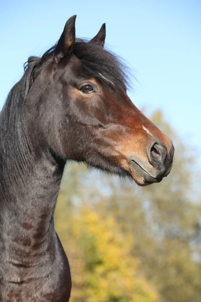 Beautiful brown mare with in autumn — Stock Photo, Image