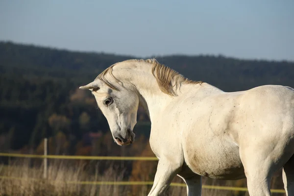 Hermoso caballo árabe corriendo en el pastizal de otoño —  Fotos de Stock