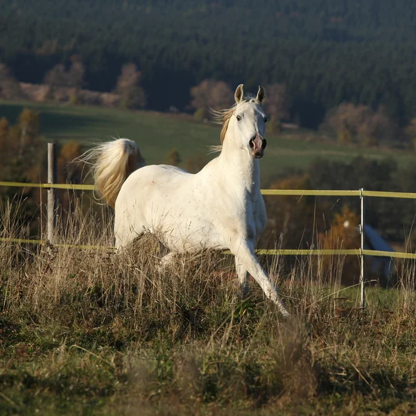 Prachtige Arabische paard uitgevoerd op herfst weidegronden — Stockfoto