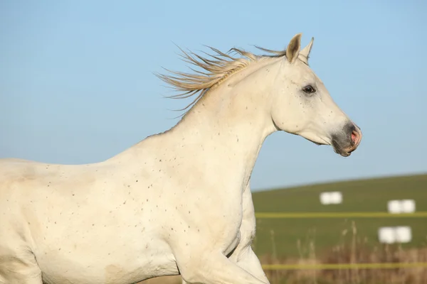 Prachtige Arabische paard uitgevoerd op herfst weidegronden — Stockfoto