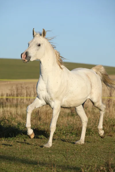 Hermoso caballo árabe corriendo en el pastizal de otoño —  Fotos de Stock