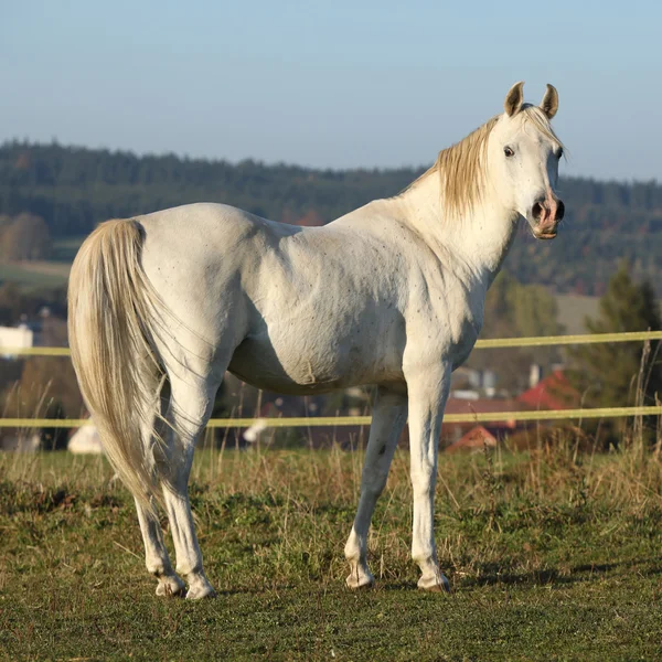 Underbara arabian stallion tittar på dig — Stockfoto