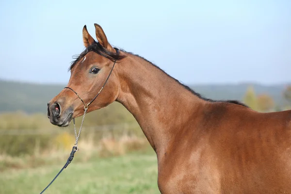 Belo cavalo árabe no outono — Fotografia de Stock