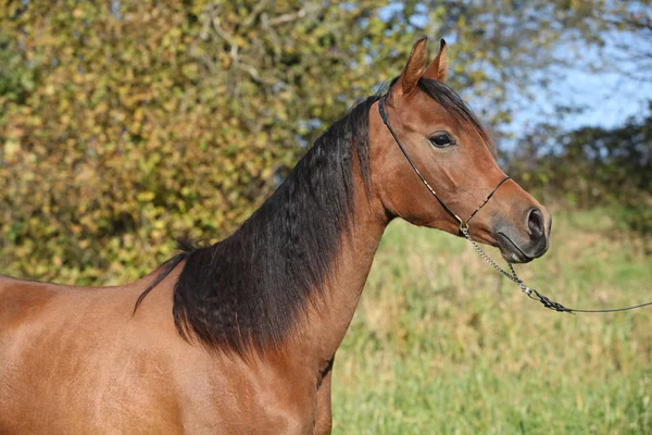 Hermoso caballo árabe en otoño — Foto de Stock