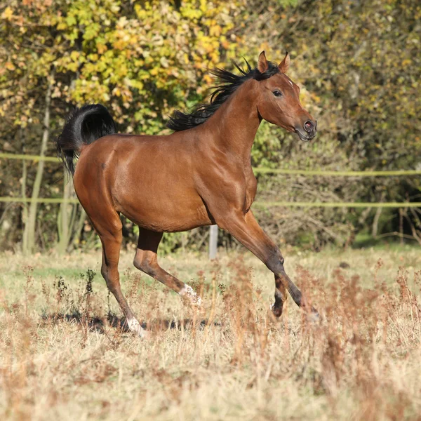 Lindo cavalo árabe correndo no pasto de outono — Fotografia de Stock
