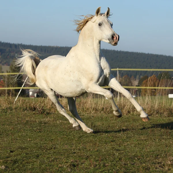 Prachtige Arabische paard uitgevoerd op herfst weidegronden — Stockfoto