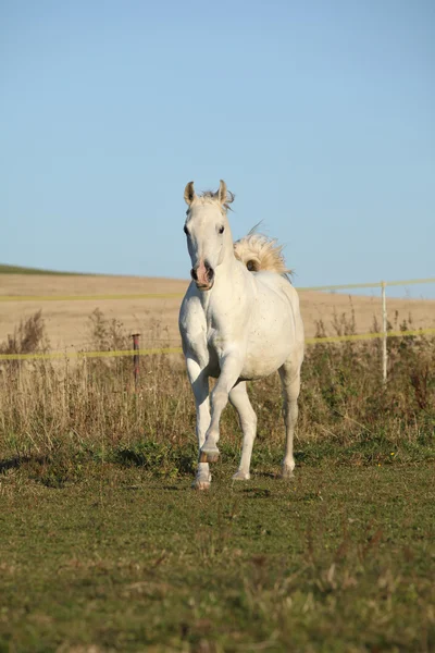 Великолепная арабская лошадь бежит на осеннем пастбище — стоковое фото