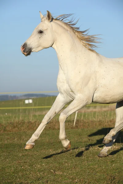 Splendido cavallo arabo che corre sul pascolo autunnale — Foto Stock