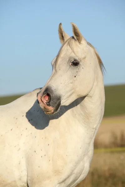 Belo cavalo árabe branco no outono — Fotografia de Stock