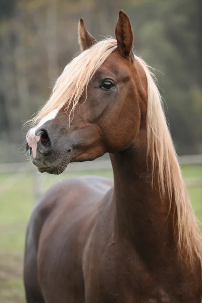 Gorgeous arabian stallion with long mane — Stock Photo, Image