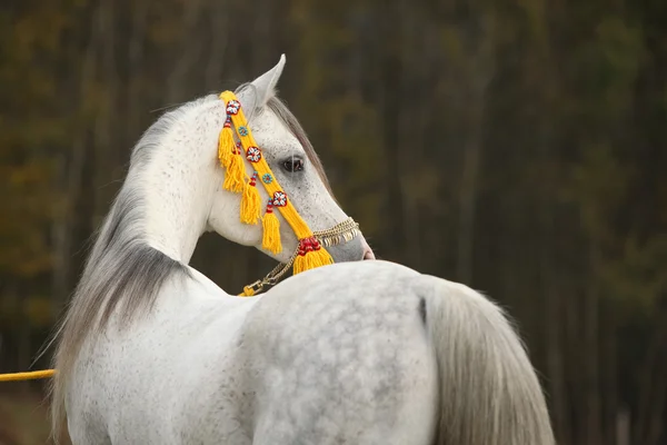 Beautiful white arabian stallion with nice show halter — Stock Photo, Image