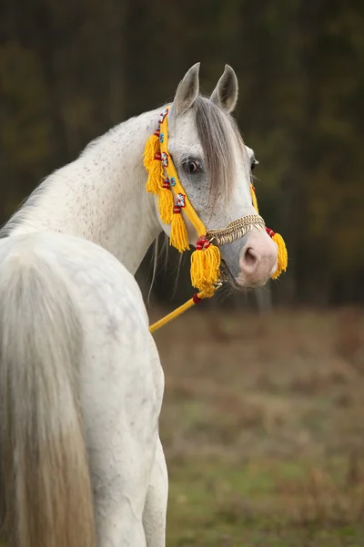 Mooie witte Arabische hengst met mooie show halster — Stockfoto