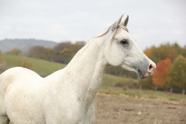 Bellissimo stallone arabo bianco — Foto Stock