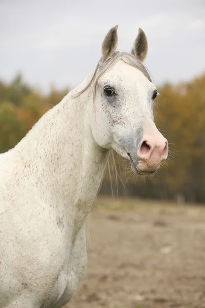 Krásný bílý Arabský hřebec — Stock fotografie