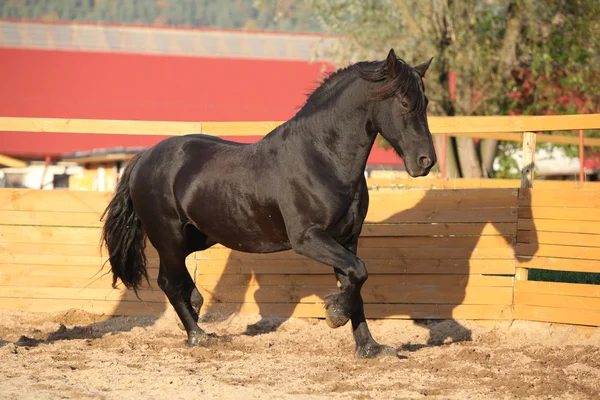 Nice friesian horse working in round paddock — Stock Image Nice friesian horse working in paddock — Stock Photo, Image