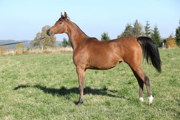 Beau cheval arabe en automne — Photo