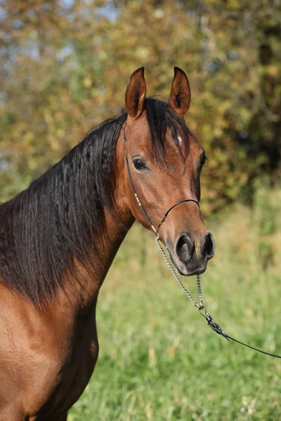 Belo cavalo árabe no outono — Fotografia de Stock