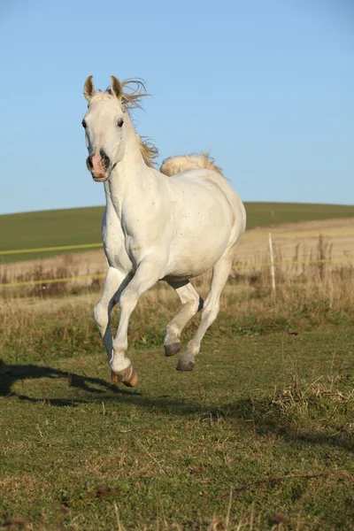 Prachtige Arabische paard uitgevoerd op herfst weidegronden — Stockfoto