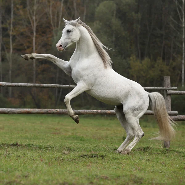 Fastuos armăsar arab prancing — Fotografie, imagine de stoc