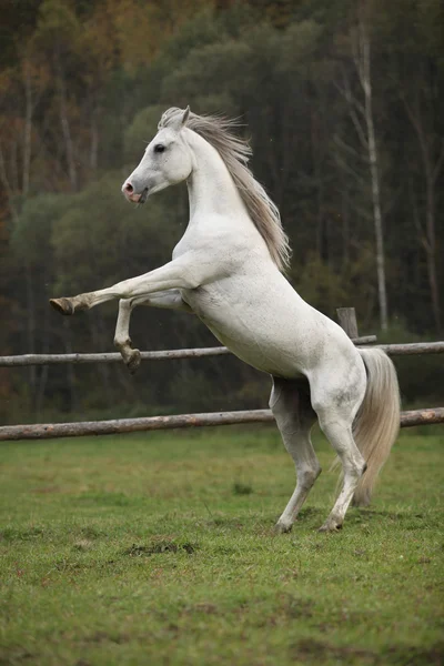 Gorgeous arabian stallion prancing — Stock Photo, Image