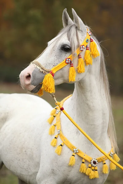 Mooie witte Arabische hengst met mooie show halster — Stockfoto