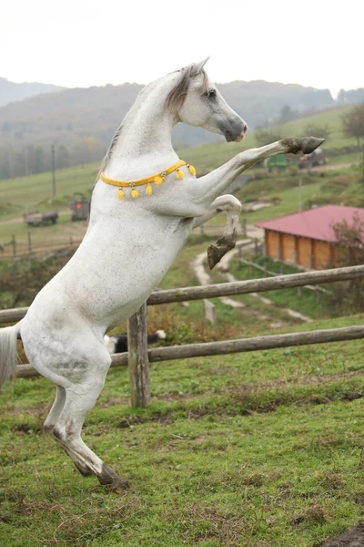 Prachtige Arabische hengst steigerende — Stockfoto