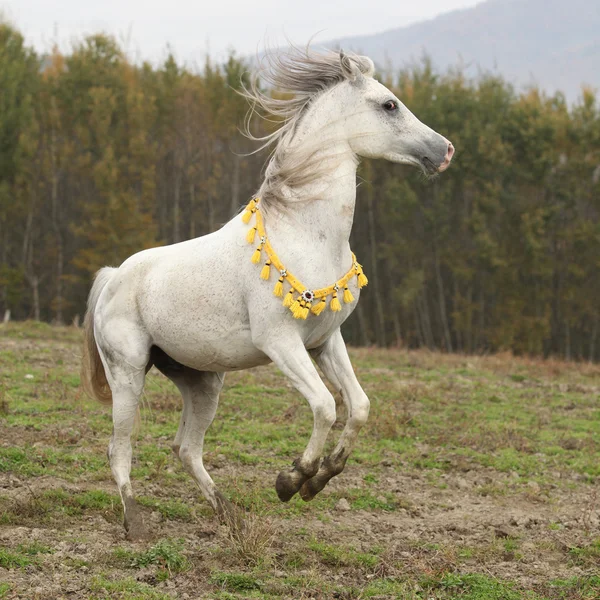 Gorgeous arabian stallion prancing — Stock Photo, Image