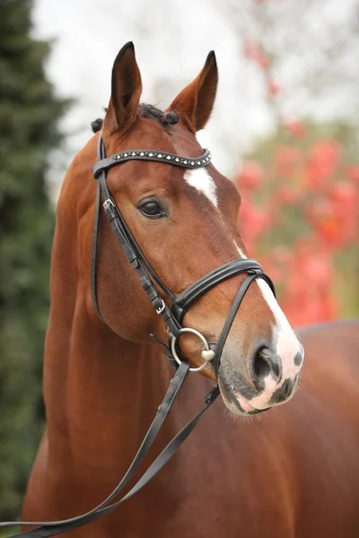 Mooi groot paard met perfecte kapsel — Stockfoto