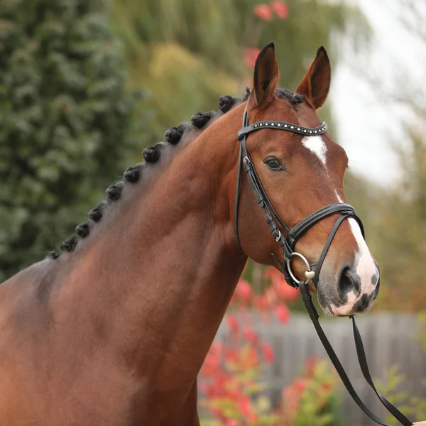 Nice big horse with perfect hair style — Stock Photo, Image