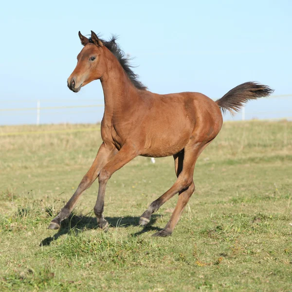 Perfect arabian horse foal running on pasturage — Stock Photo, Image