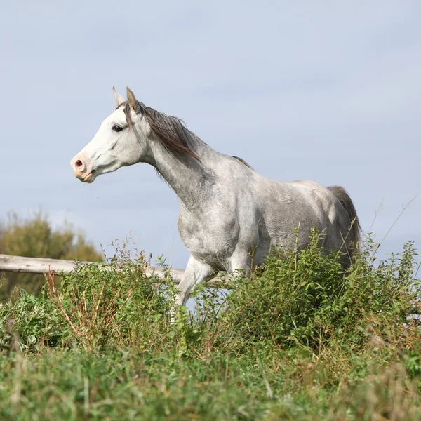 Schöner Schimmelhengst läuft — Stockfoto