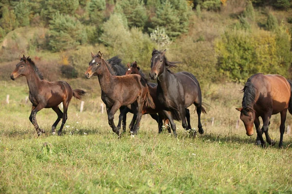 Lotto di cavallucci kabardin in esecuzione in autunno — Foto Stock