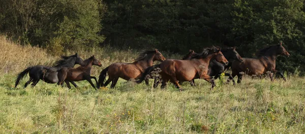 Lote de caballos kabardin corriendo en otoño —  Fotos de Stock