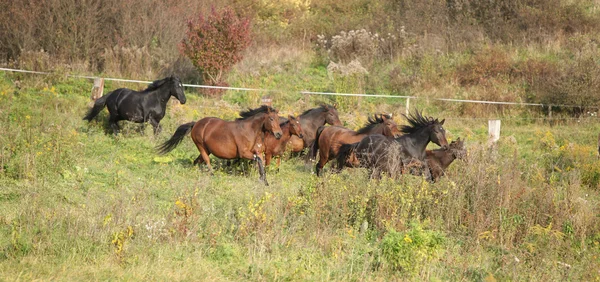 Parti av kabardin hästar att köra i höst — Stockfoto