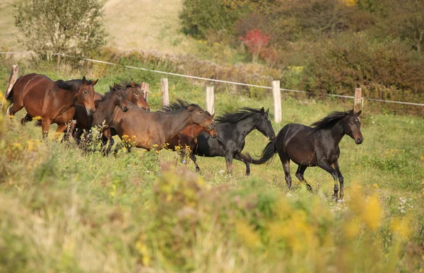 Batch van Kabarden paarden die in het najaar van — Stok fotoğraf