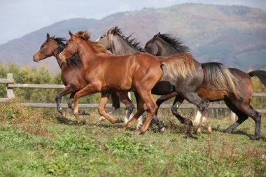 at sonbahar otlak üzerinde çalışan grup