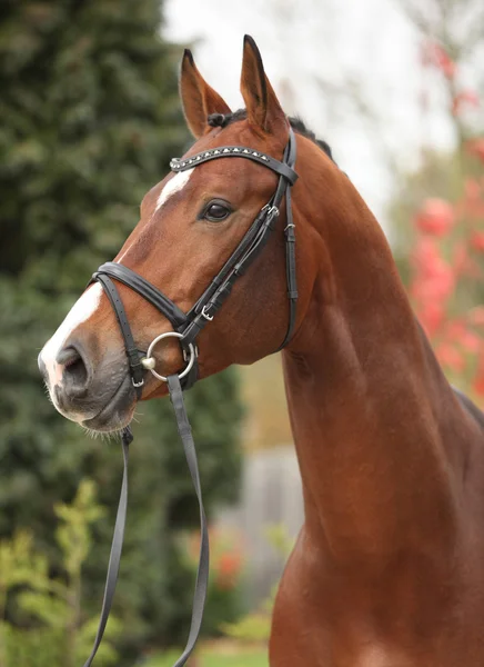 Mooi groot paard met perfecte kapsel — Stockfoto