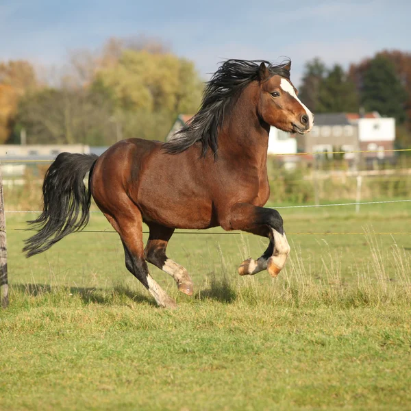 Pěkný welsh mountain pony hřebec běží — Stock fotografie