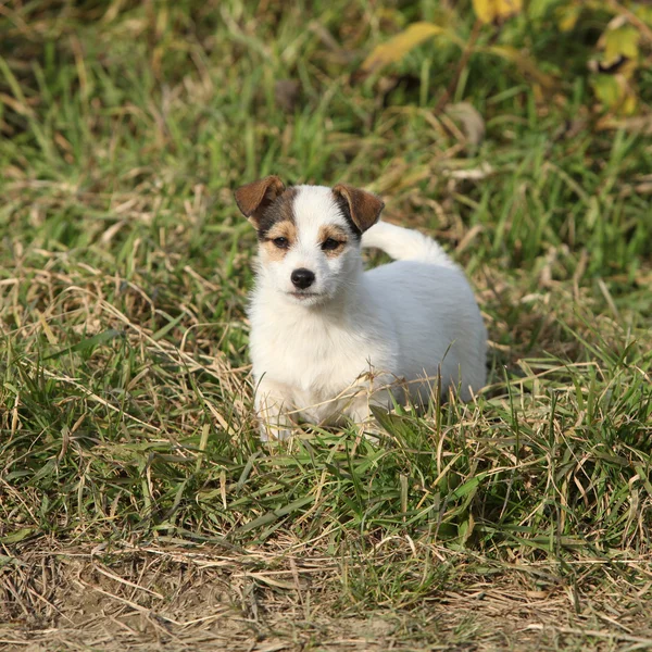 Miły biały pies w przyrodzie — Zdjęcie stockowe