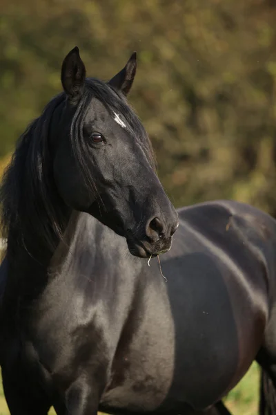 Красивая чёрная лошадь кабардина осенью. — стоковое фото