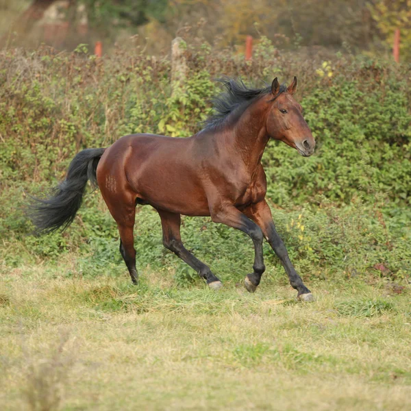 Mooi Kabarden paard uitgevoerd in de herfst — Stockfoto