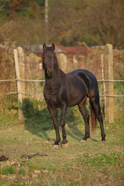 Bom cavalo kabardin preto no outono — Fotografia de Stock