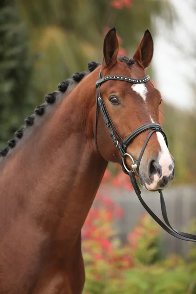 Nice big horse with perfect hair style — Stock Photo, Image