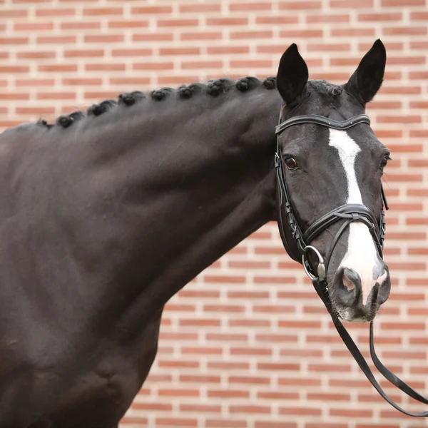 Nice big horse with perfect hair style